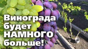 ФОРМИРОВКА ВИНОГРАДА ВЕСНОЙ. Два способа - для молодых и взрослых кустов.mp4