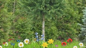 Лиственница европейская Корник ? Обзор: посадка и уход. крупномеры: описание и особенности