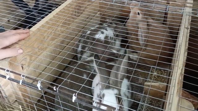 А.Мишин. Лирика жизни (на примере кроликов) смотреть онлайн