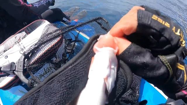 2023 SUP 最後戰役，V爸今天釣得不錯耶! #釣魚#夫妻釣魚#couplefishing#sup釣魚 смотреть онлайн