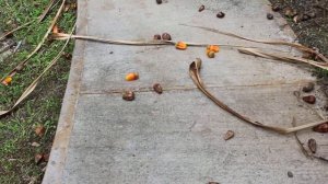 pandanus fruit and pu hala