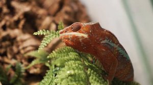 Самые популярные ящерицы.