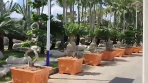 День 5. Парк Нонг Нуч  VIP. Паттайя