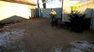 Дрессировка лабрадора с раздражителями