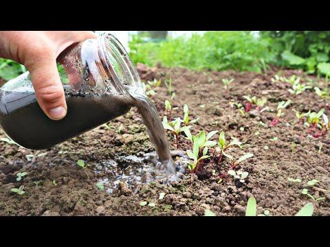 Каждый год у меня пропасть свеклы! Секретная подкормка молодой свеклы после всходов! Свекла в июне