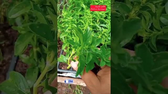 الطريقة الجديدة للإكثار عقل النعناع الأوروبي (Mentha pulegium)