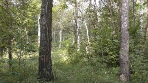 Тест камуфляжа Желтый дубок. Лето / Camouflage test Yellow oak. Summer. Russian camouflage