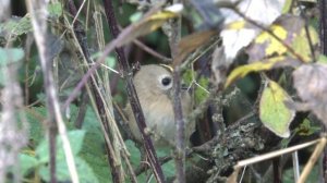 Králíček obecný (Regulus regulus), Goldcrest, Wintergoldhähnchen, Желтоголовый королёк