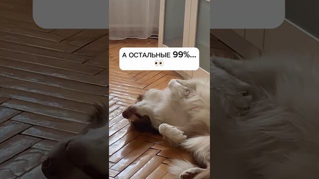 Они почти никогда не сидят на месте #bordercollie #energetic #autumn #spooky #halloween2023