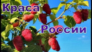 Малина Краса России