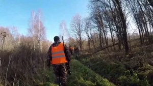 Охота на лося загоном 2021