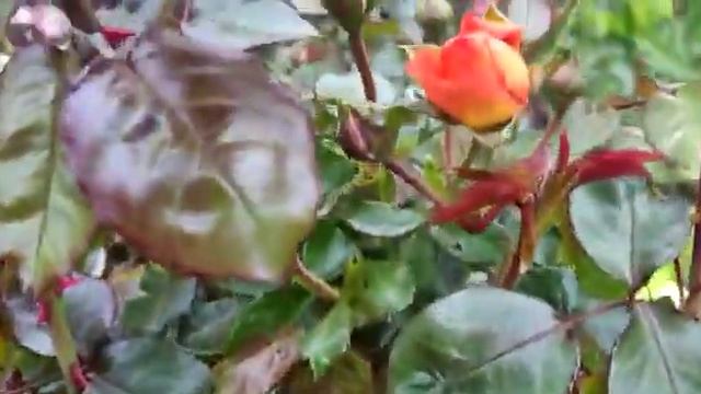 Розы Монинг сан,Тантау и Манстед Вуд, Остин первогодки смотреть онлайн