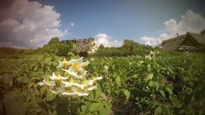 Стих до мурашек Родной деревни тишина  автор Владимр Соколов