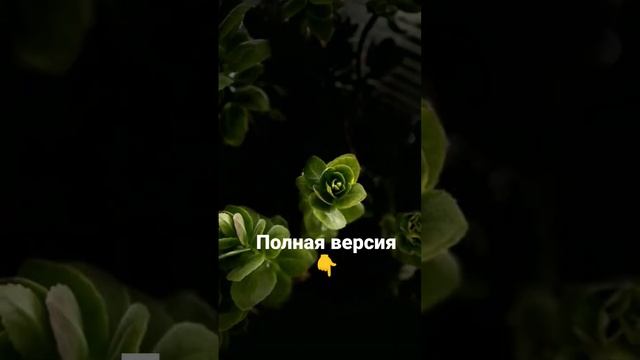 что творит толстянка или денежное дерева??? польза и вред для здоровья)))