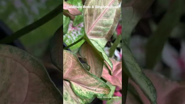 Caladium Boto diferente do Singônio Rosa