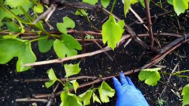 Вредители на фасоли. смотреть онлайн