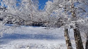 Зима, лес, музыка, релакс