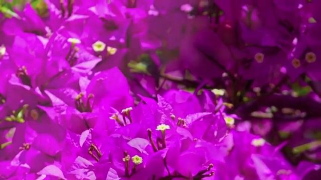 祈菩行＿咕嚕咕列佛母心咒 Mantra of KuruKulle Deity（Buddha Activity） 演唱：郭蘅祈 смотреть онлайн