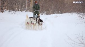 Собачья упряжка