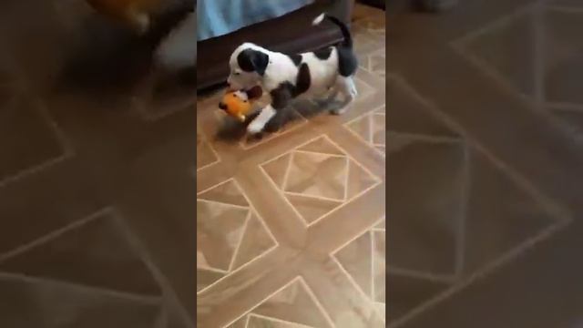 Американский питбуль смотреть онлайн