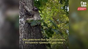 Мама-Ленивец Спешит к Человеку. Только Посмотри, Что у Нее в Лапах