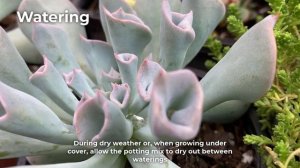 Echeveria Trumpet Pinky Care & Propagation