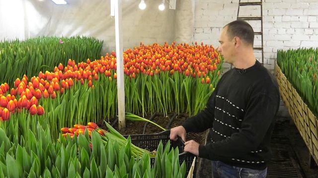 Делаем в Карелии. Как выращивают тюльпаны в деревне Виданы
