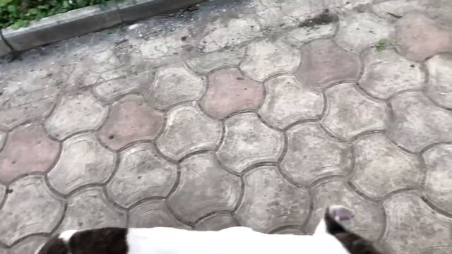 САМЫЙ ЧЕСТНЫЙ ОБЗОР НА МОЕГО ПСА. АМСТАФФ ЛЁВА смотреть онлайн