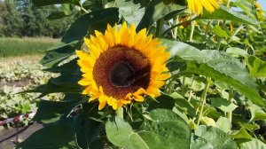 Декоративный подсолнух