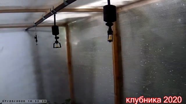 клубника, черенкуем усы