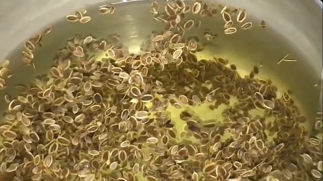 МОЩНЫЙ СТАРИННЫЙ ОТВАР от ОТЕКОВ - Лечит 50 Недугов!