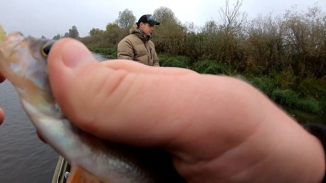 РЕКА ПРИПЯТЬ ОСЕНЬЮ | ОКУНЬ НА ТАНТУ | КОПТИМ РЫБУ смотреть онлайн