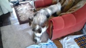 планета шит цу часть 3