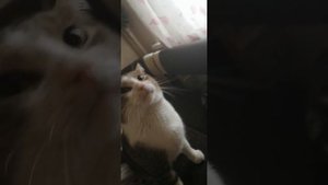 Кот кеша ласкается.