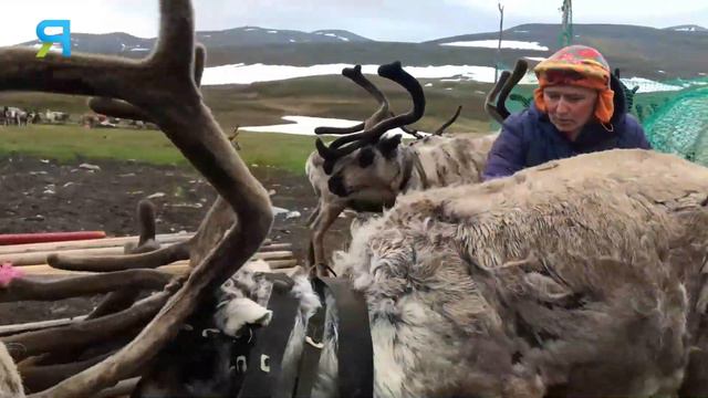 Коми оленеводы. Как перейти через Уральские горы | Изьватас олэм. 06.10.2021 смотреть онлайн