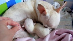 VLOG: Отмываем диван / Забираем Лизу и Жорика с дет.сада