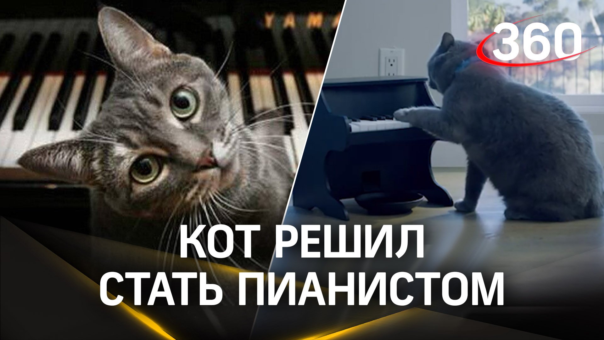 Кот стал играть пианино - чем ему за это платят?