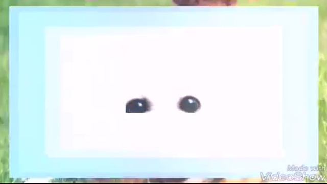 Животные ..... Только животные.( посмотрите описание) смотреть онлайн