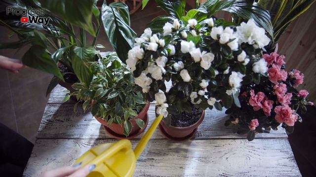 Герань Невообразимой Красоты! Такой Вы Ещё Не Видели! Подкормите Герань Этим! смотреть онлайн