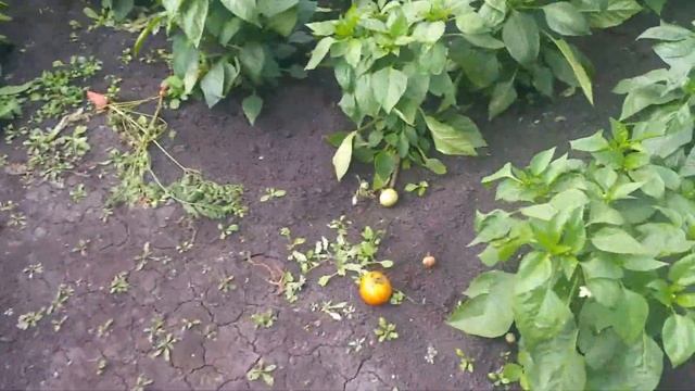 ЗАЧЕМ МНЕ МУЖ? МНЕ НРАВИТСЯ ЭТИМ ЗАНИМАТЬСЯ! Деревенский влог! смотреть онлайн