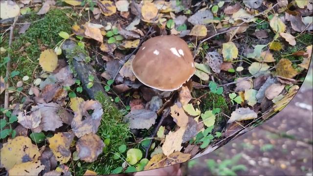 Последние белые История находок смотреть онлайн