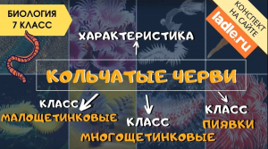 Тип Кольчатые черви. Биология 7 класс. Классы пиявки, много-, малощетинковые. Дождевые черви. ЕГЭ