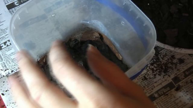 Пересадка орхидеи Зигопеталум Zygopetalum ✾ влагоемкий субстрат для зигопеталума смотреть онлайн