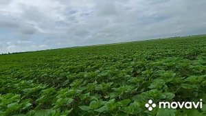 Подкормка подсолнечника Азотными удобрениями Пионер ПР64ЛЕ136