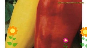 Перец сладкий Белозерка. Краткий обзор, описание характеристик, где купить саженцы Belozerka