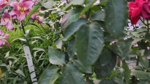 Лилии - "деревья " или ОТ гибриды