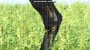 Уроки Фотошопа "Точечное выделение"