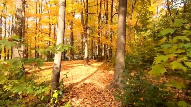 Relax music in the background of nature - for soothing and eliminating heart diseases stress relie