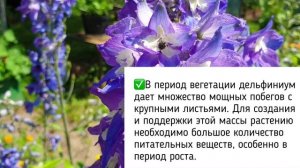 Дельфиниум Многолетний. Красивые цветы.