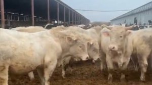 Быки продаются. Быки на откорме. Быки Шароле. Быки и коровы.